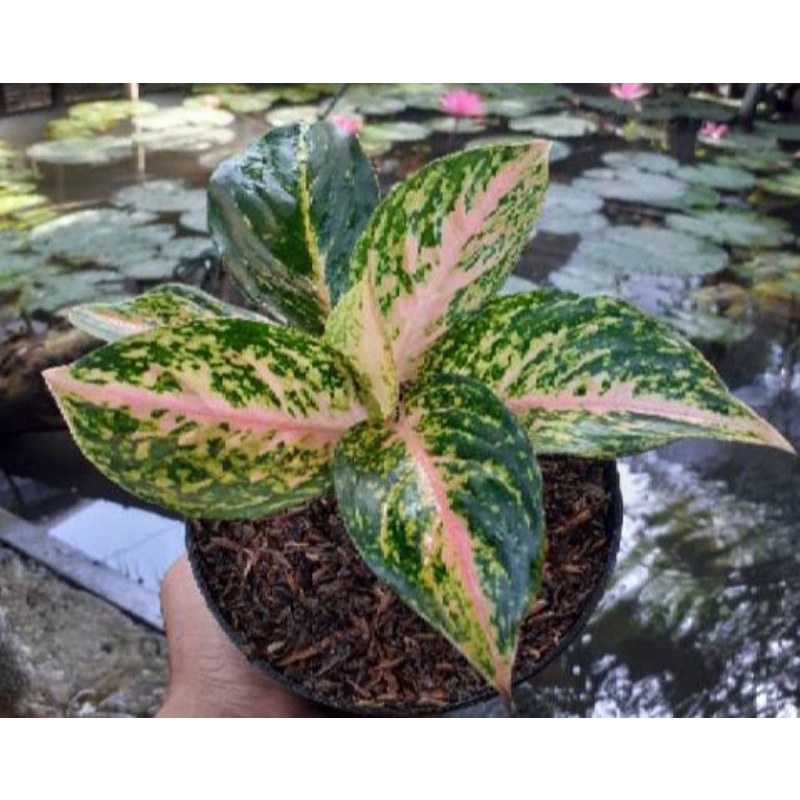 Aglonema Murah Twingkel / Aglonema Silver Bell