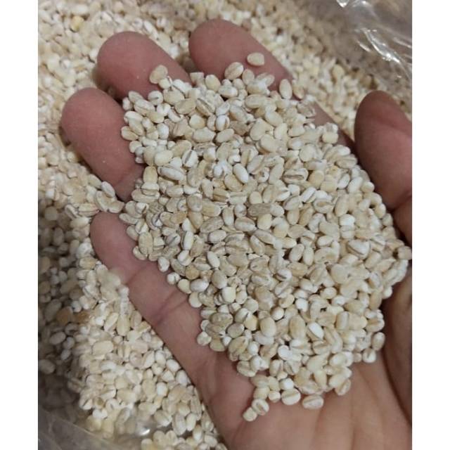 

Jali import / biji barley mulai 100 gram