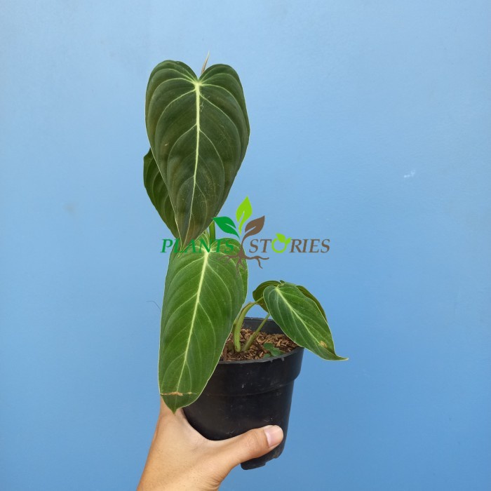 Philodendron Melanochrysum / Melano Remaja