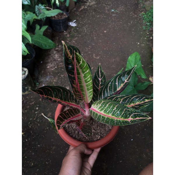 BABY AGLONEMA PRIDE OF SUMATRA//ANAKAN RED SUMATRA