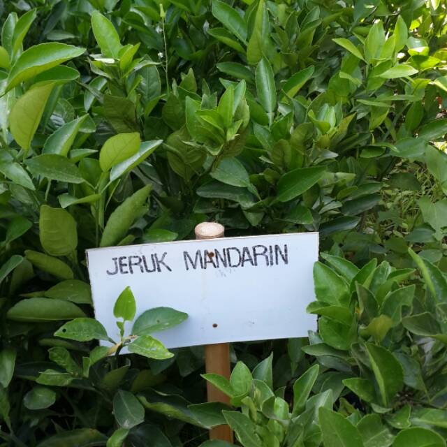 Bibit Jeruk Mandarin