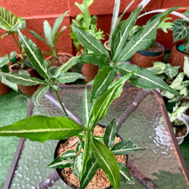 Tanaman hias syngonium wendlandii stars - angustatum