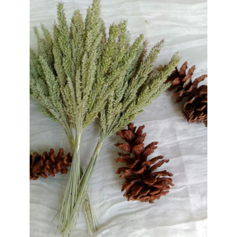 (25 tangkai) bunga jawan /  bahan buket bunga kering / bunga kering