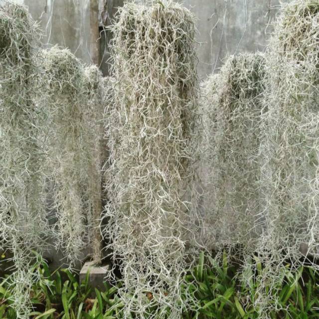 Spanish moss (jenggot musa)