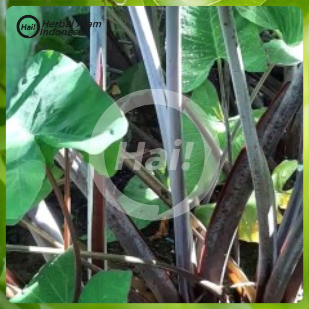 

Bibit talas unggu / lompongzs Sayur Segar lompong HAI STORE