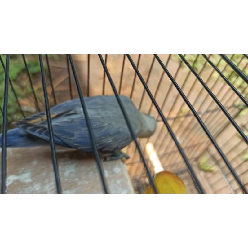 Burung Lovebird Euwing Blue Paud Wajib Via Ojol