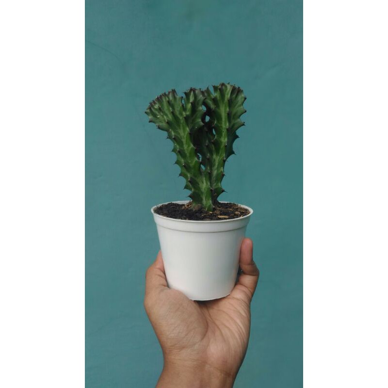 Kaktus Euphorbia Lactea Cristata