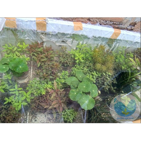 Paket Tanaman Aquascape ( Stemplant, Moss, Karpet )