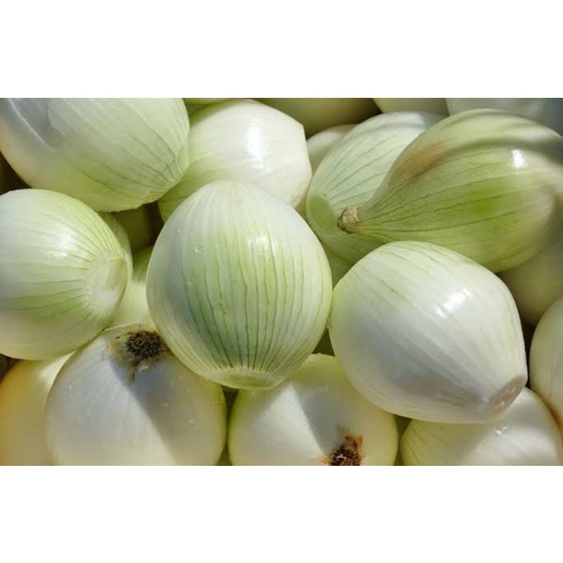 

Bawang Bombay Kupas/botak mix