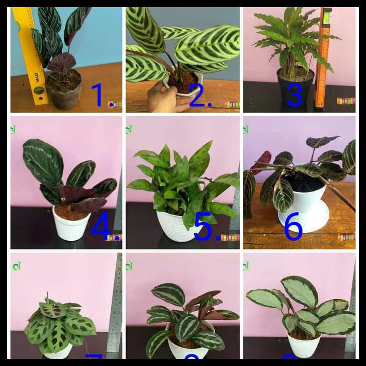 Promo Paket Murah 9 Tanaman Hias Calathea Semua Jenis Sesuai Gambar Shopee Indonesia