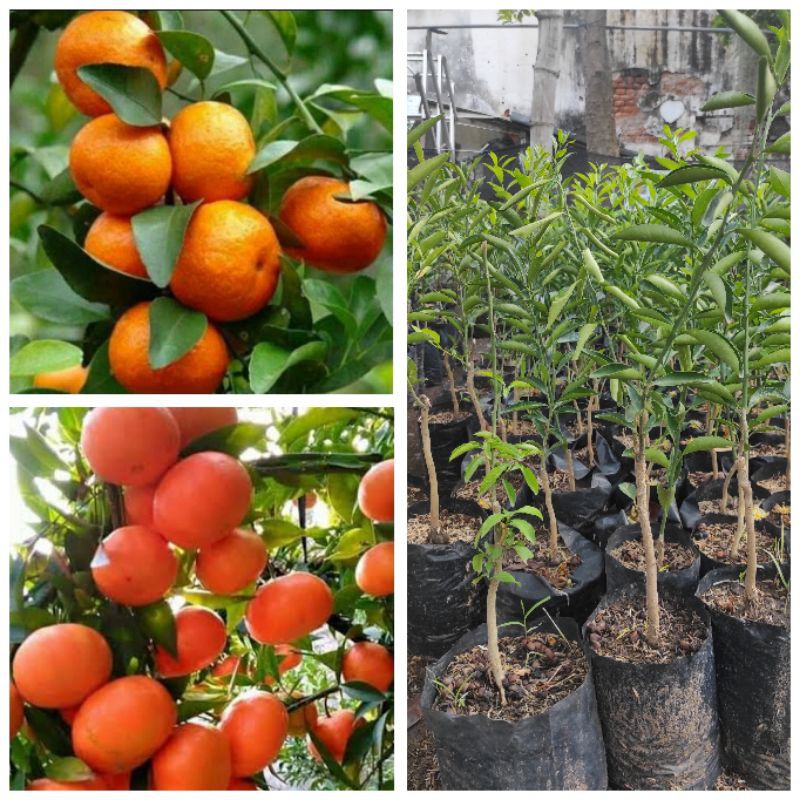 PALING DI CARI bibit jeruk santang madu