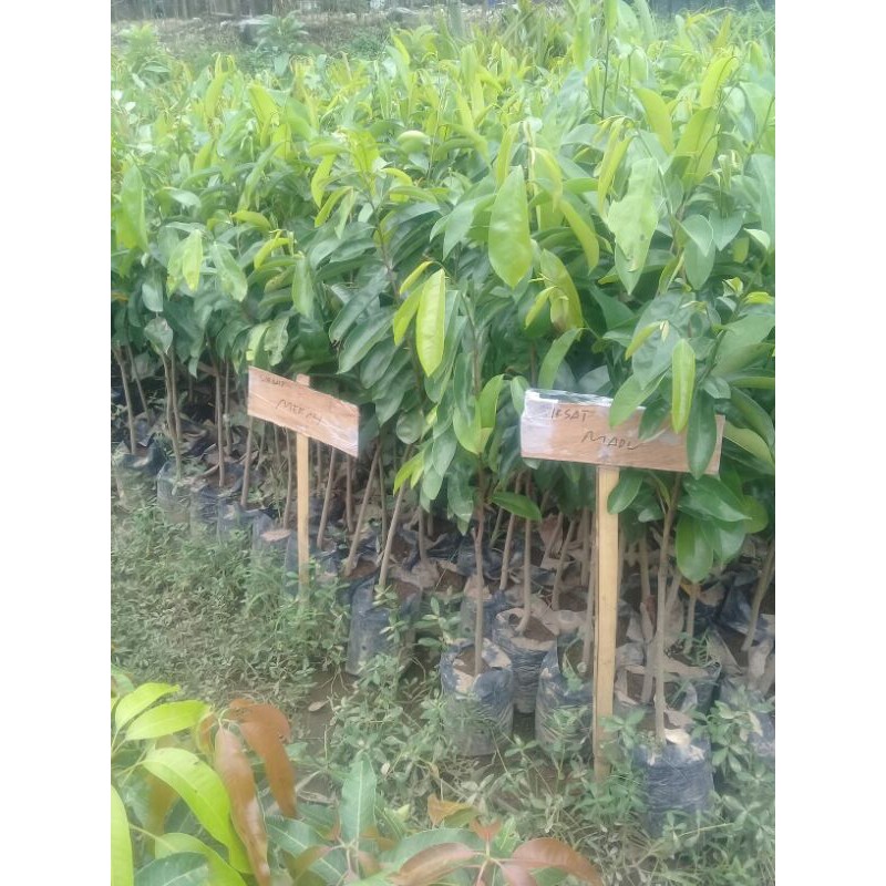 bibit buah sirsak merah