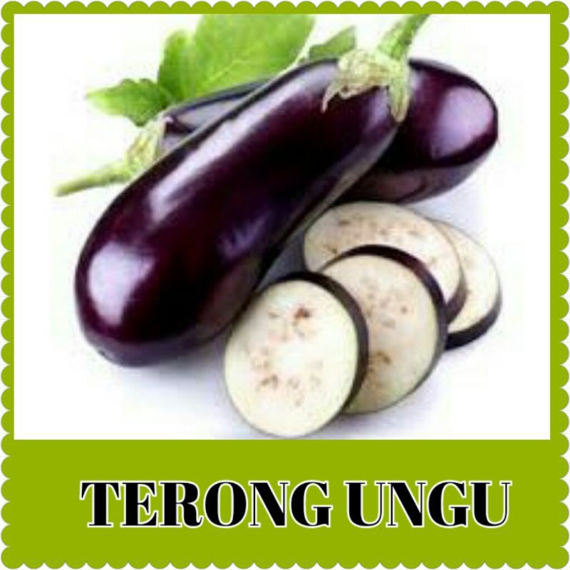 benih terong ungu panjang /bibit sayur terong ungu