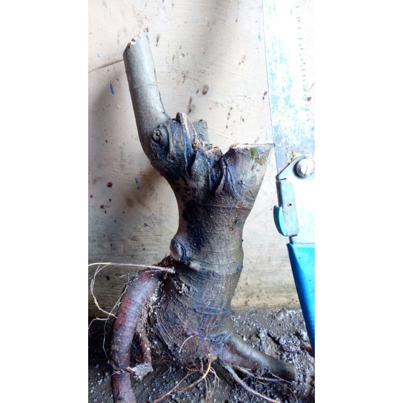 dongkelan bahan bonsai ficus LOA prosbek bonggolan besar sudah trubus