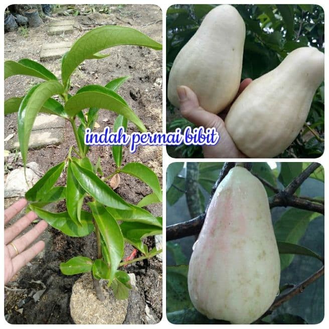 bibit jambu bol jamaica putih Wisata Agrotani