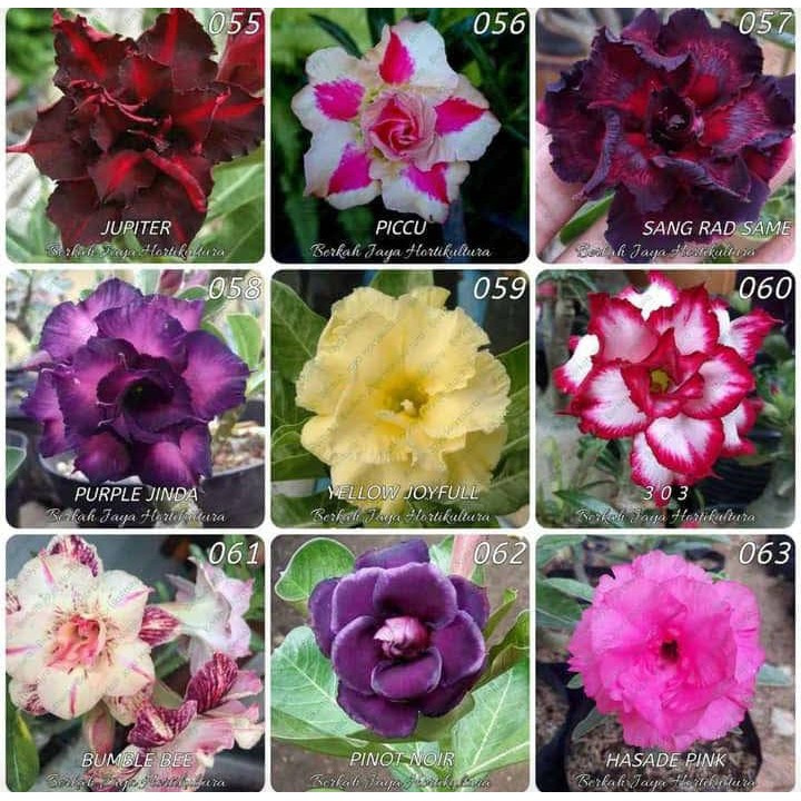 Tanaman Adenium Bunga Tumpuk Dewasa