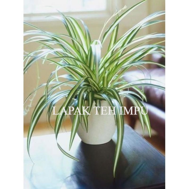 ( BISA COD ) Tanaman Hias Lili Paris Hawai Spider Plant / Lily Paris Spider Plant- Tanaman hias hidu