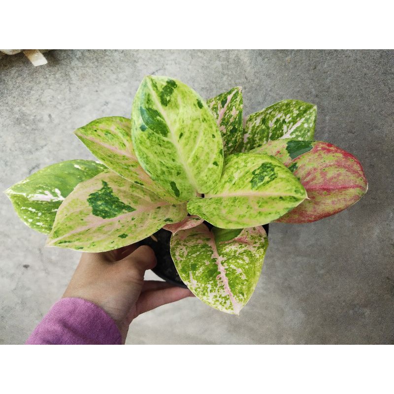 Aglonema murah, Aglonema Emerald