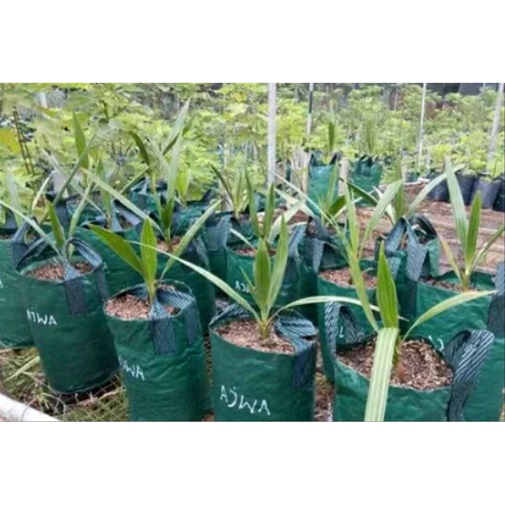 

Bibit Pohon Kurma Azwa Betina