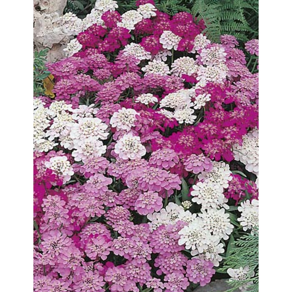 Benih Bibit Biji - Bunga Candytuft Fairy Mix (Iberis umbellata) Flower Seeds - IMPORT