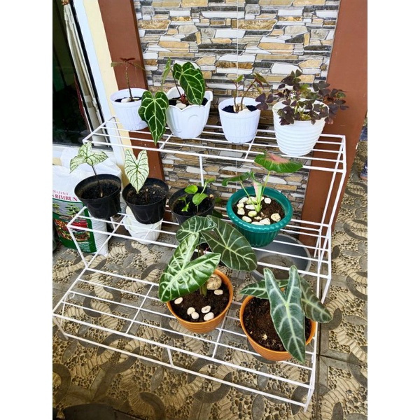 TEMPAT POT BUNGA BESI MURAH RAK POT BESI RAK POT BUNGA BESI RAK MURAH  STAND POT BUNGA TANGGA  RAK P