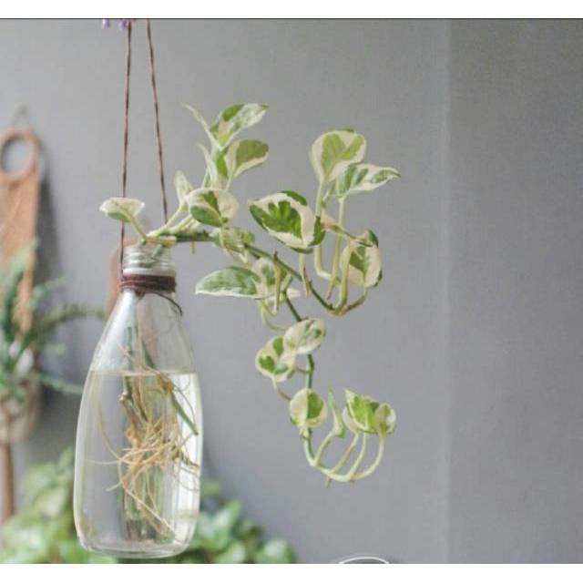 Tanaman Hias Sirih Gading Njoy/Sirih Njoy/Sirih Koin/Sirih Gading Varigata