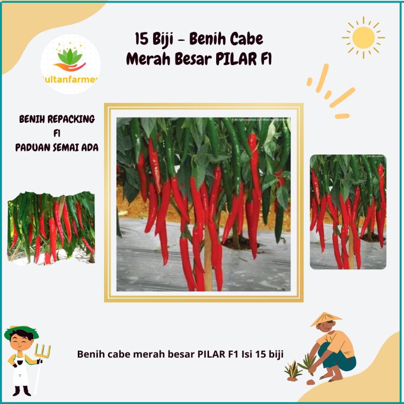 5 Biji - Benih Cabe Merah Besar PILAR F1