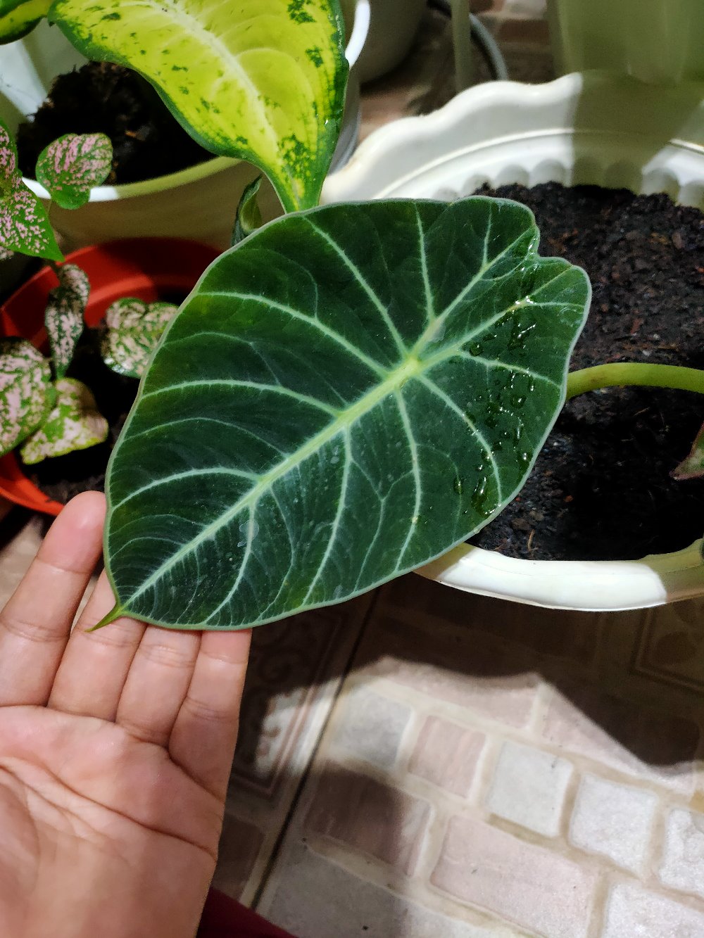 Pembasmi Hama Jamur Pada Tanaman (fungisida Antracol)