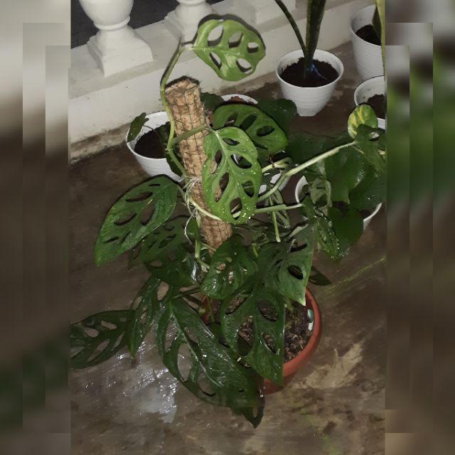 Turus Penyangga Rambatan Tanaman 50cm