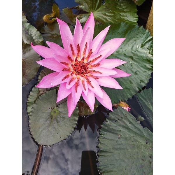 bunga teratai merahRp53000