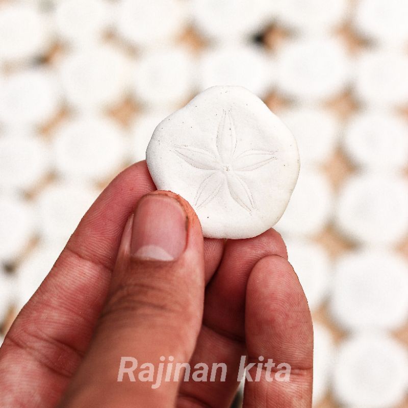 Cangkang Kerang,Cangkang Dollar pasir putih/Bintang laut/landak laut/kue Pasir/Sand Dollar.