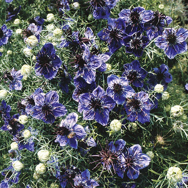 Benih Bibit Biji - Bunga Nigella Midnight (Nigella papillosa) Starry Night Flower Seeds - IMPORT