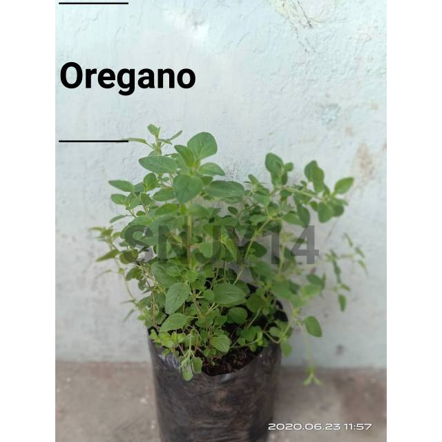 

OREGANO