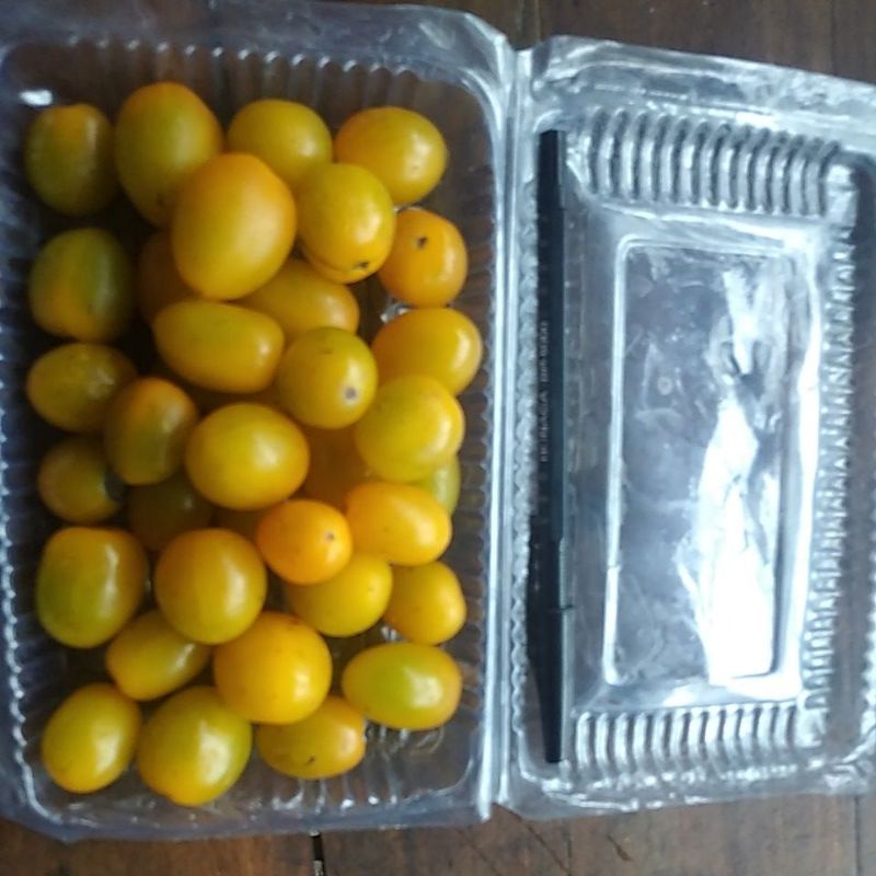 Tomat mini Ceri manis petik segar