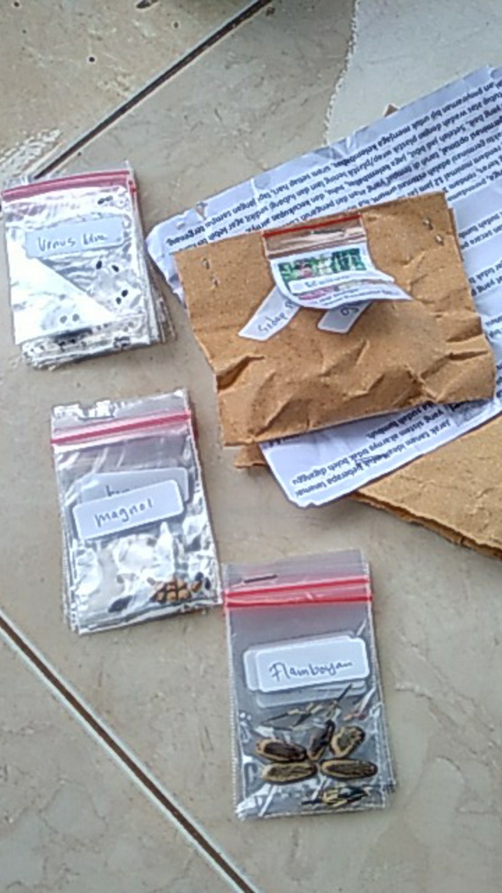 Benih/biji Sukulen Aneka Ragam Jenis