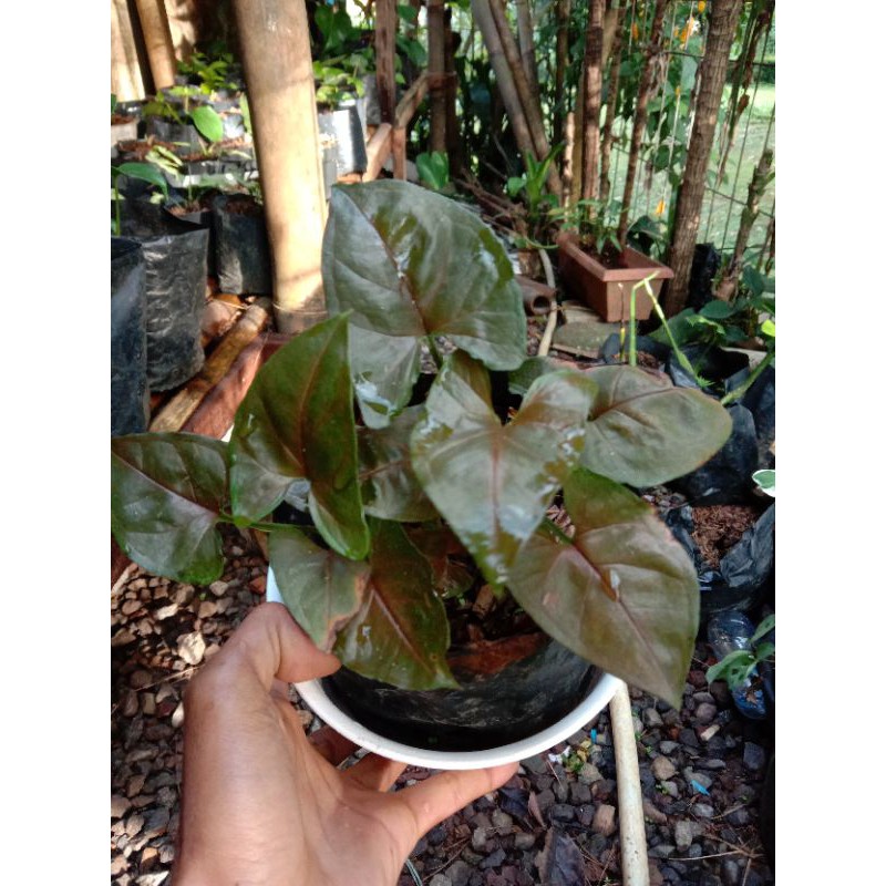 singonium black maria