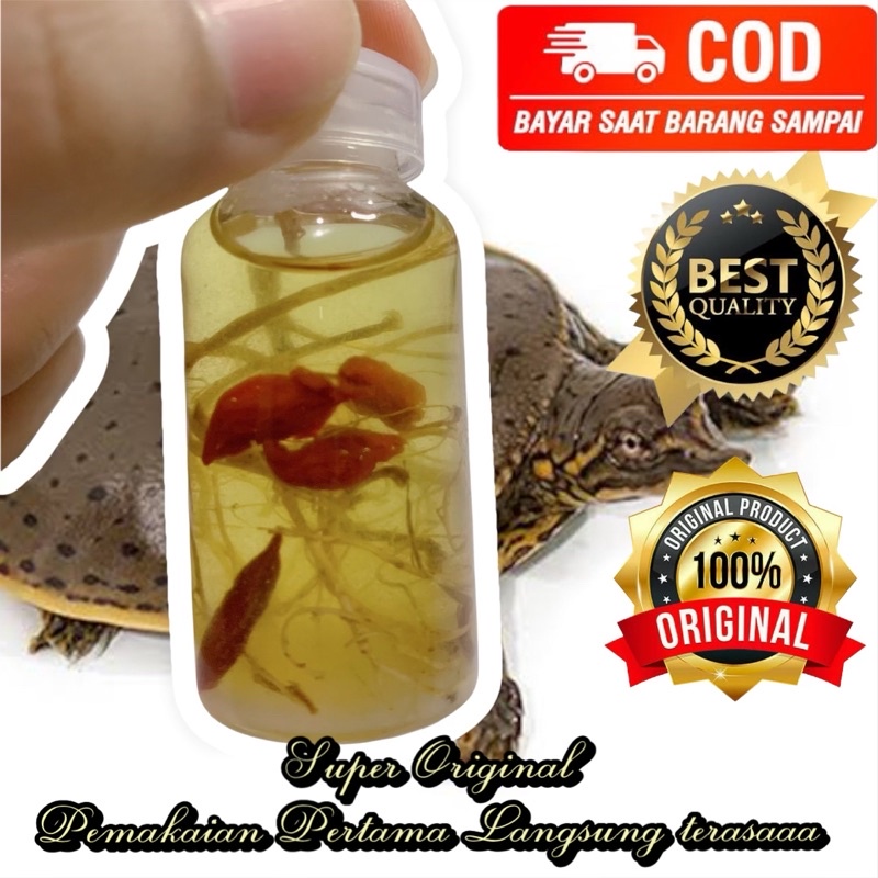 Minyak Bulus Papua Ginseng Merah Asli