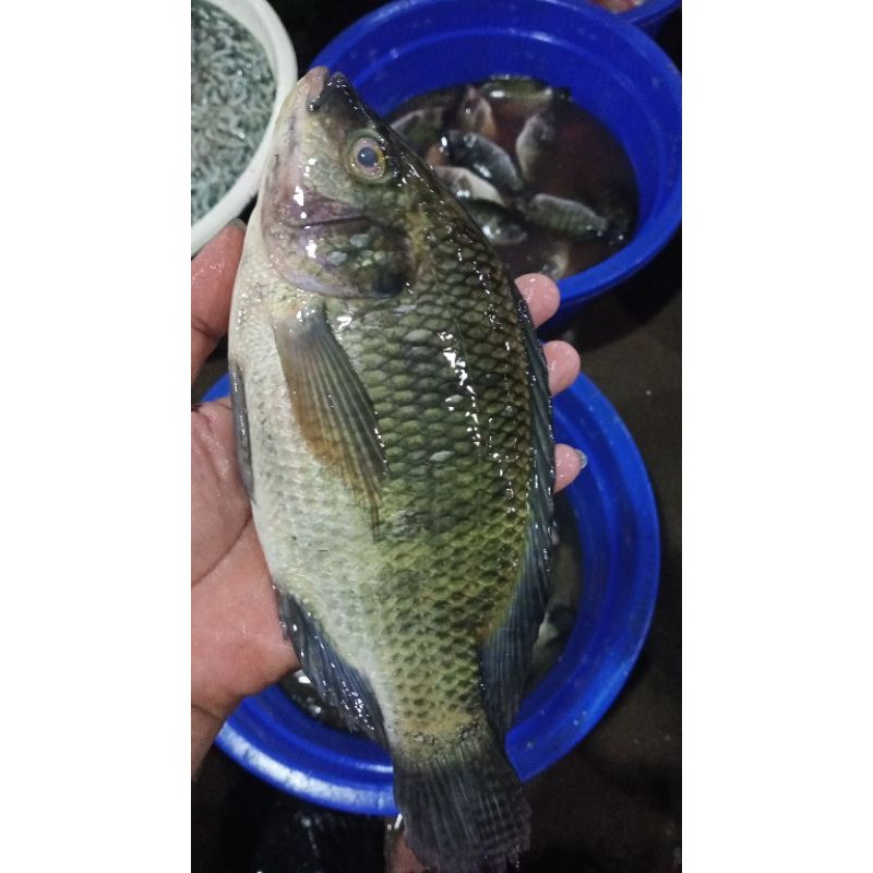 

ikan nilahitam