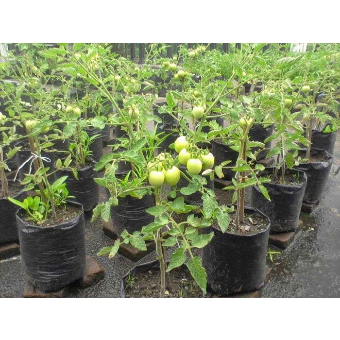 Tanaman bibit buah tomat siap berbuah