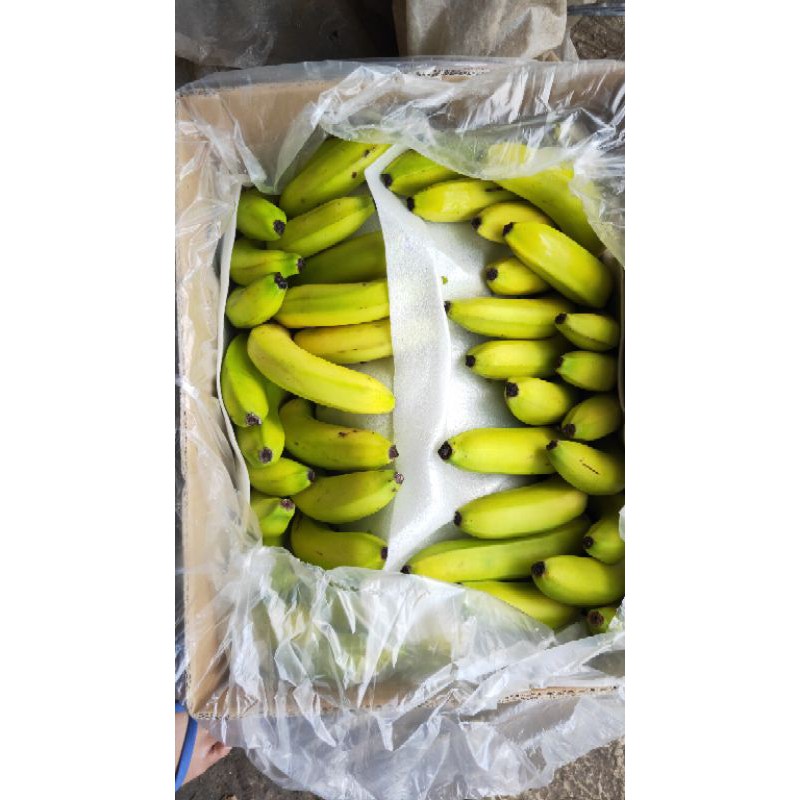 

pisang beby