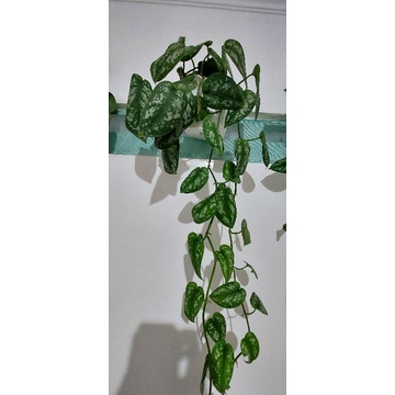 Scindapsus Sirih Gading Silver
