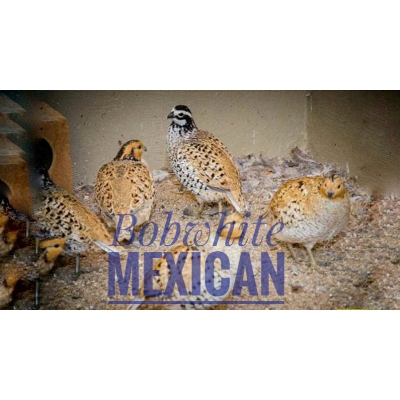 burung puyuh bobwhite mexican Sepasang