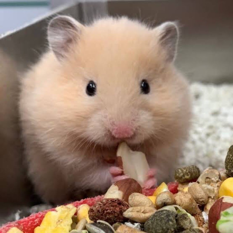 Hamster Syrian Jinak Lucu Imut Tidak Gigit Jinak Aman Untuk Mainan Anak Beli 2 GRATIS MAKANAN