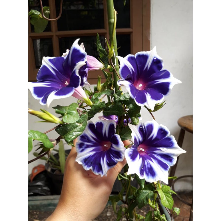 Benih Bibit Biji - Japanese Morning Glory Kikyo Snow Flakes Flower Seeds