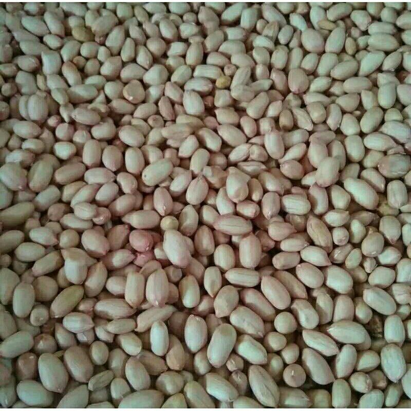 

kacang tanah Tuban kwalitas super