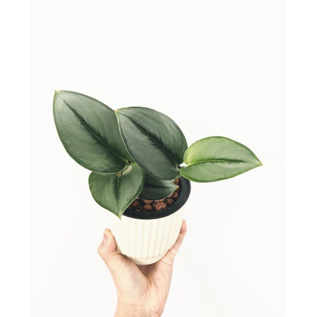 Tanaman bunga Sirih gading moonlight / scindapsus treubii moonlight