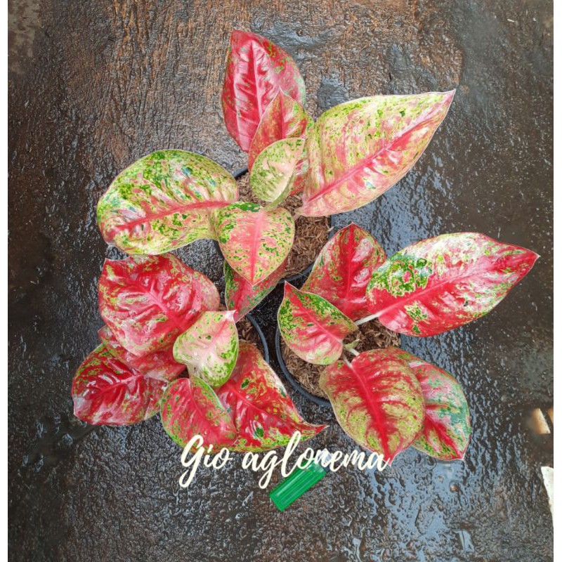Aglonema mahaseti