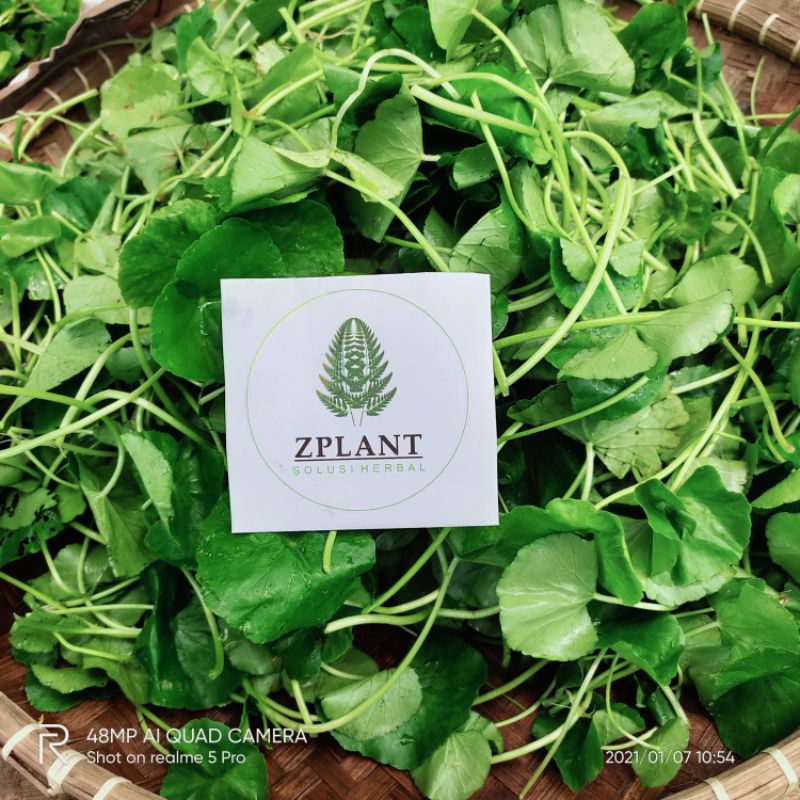 

Daun pegagan/daun antanan segar organik 500gram (Obat herbal)