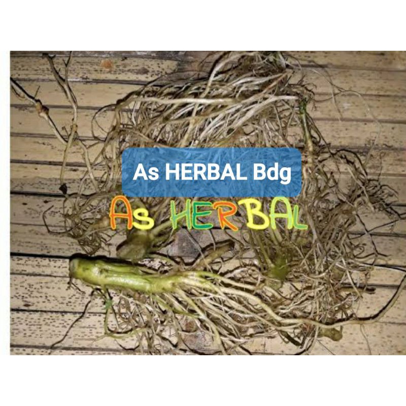 

Akar Bandotan Segar 400 gram / akar daun bandotan