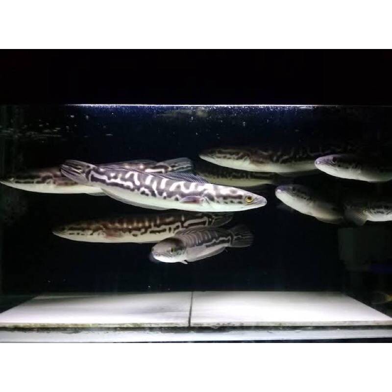 ikan hias aquascape - ikan gabus toman